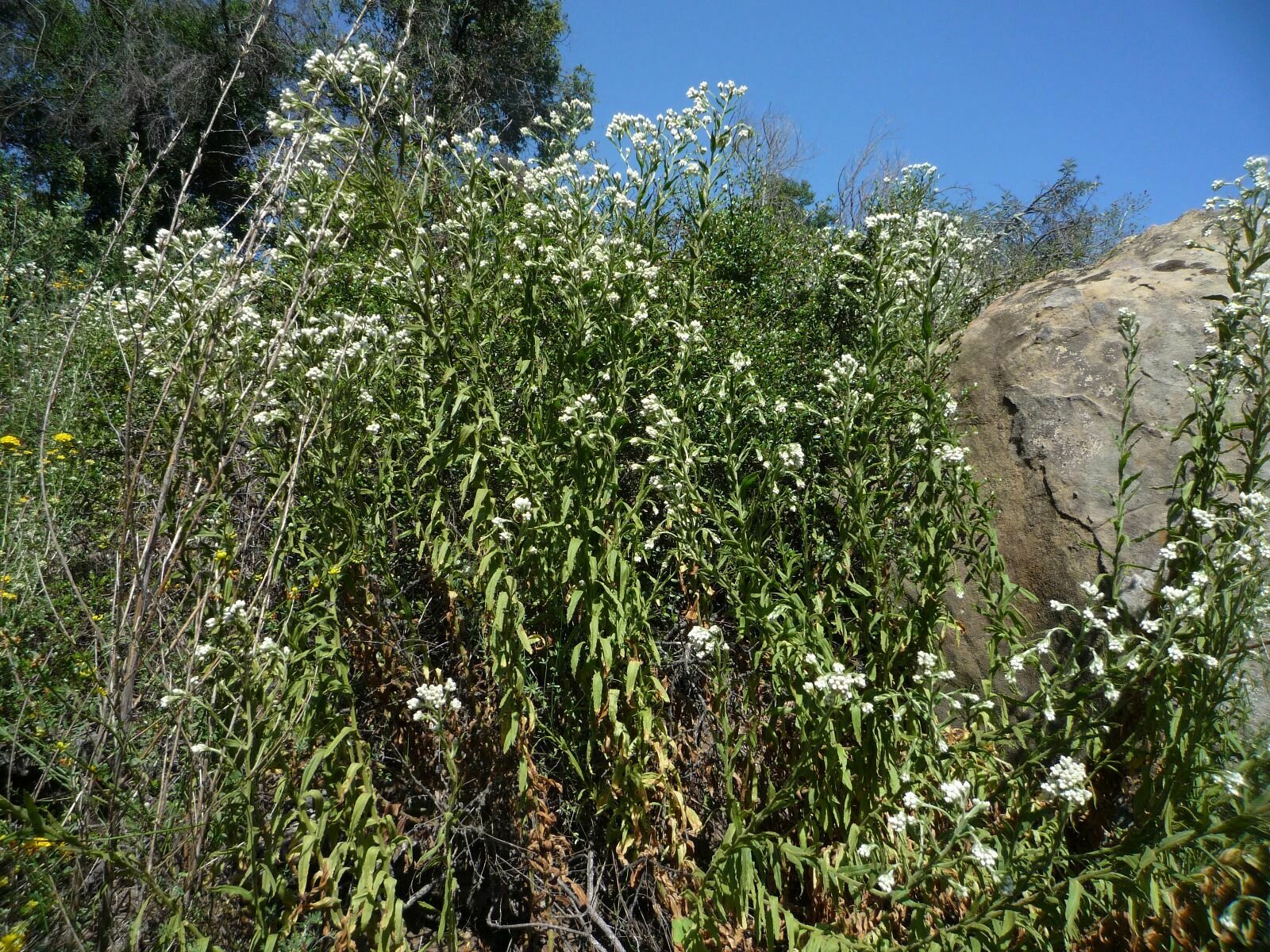 High Resolution Pseudognaphalium californicum Plant
